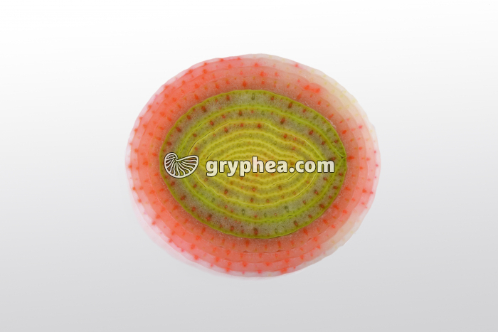 Tige de Poireau entière après traitement à l'éosine CT - gryphea.org